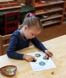 Montessori student learning the lifecycle of a butterfly.