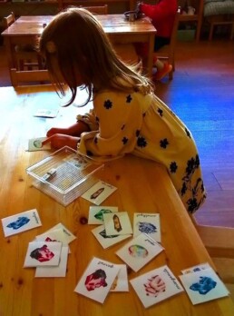 Montessori student working with Classification Cards.