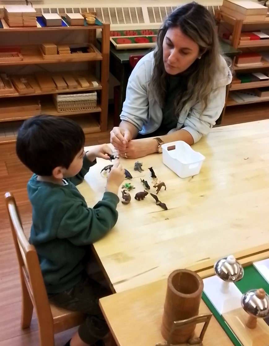 Montessori student learning French vocabulary of animals.