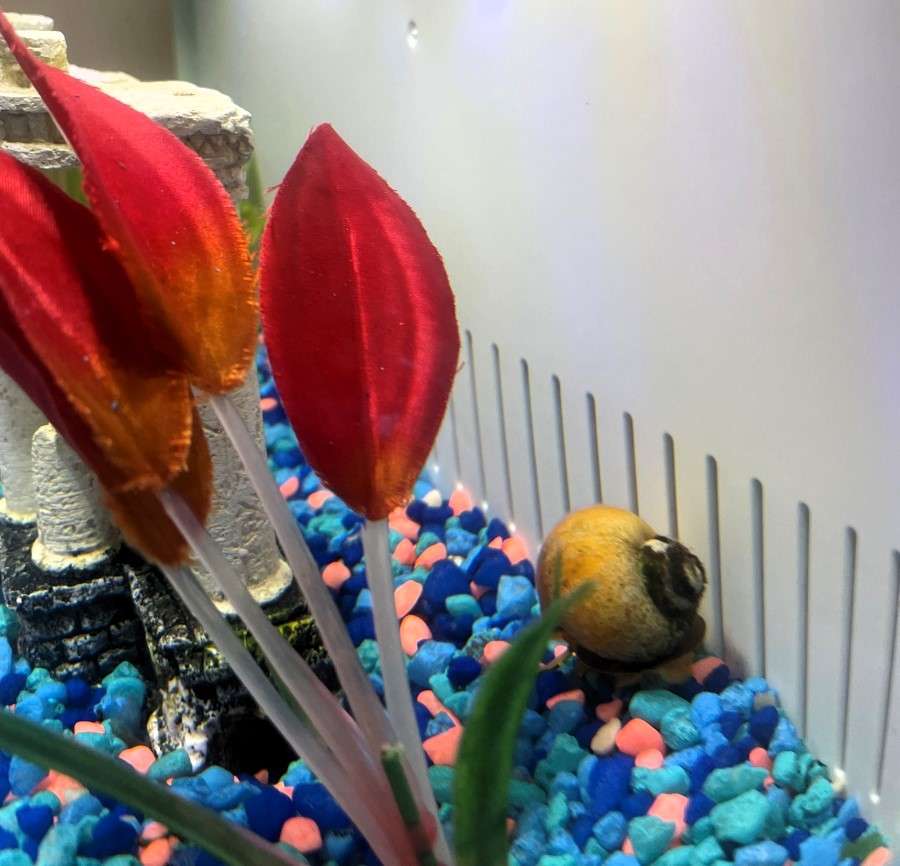 New snail pet in the Toddler Montessori classroom aquarium.