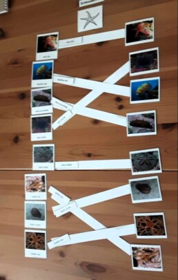 Lyonsgate Montessori students created a sea creature chart.