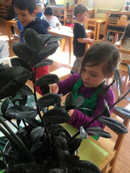 Plant Care is a Practical Life activity in a Montessori Casa classroom.