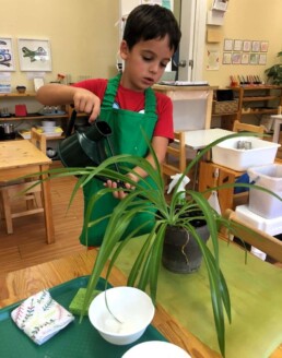 Lyonsgate Montessori student engaged with the Plant Care activity.