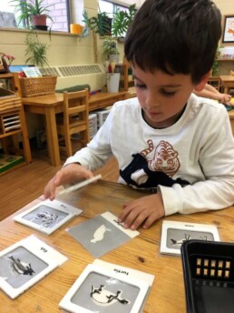 Lyonsgate Montessori student learning about animals skeletal structures.