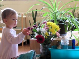 Lyonsgate Montessori Toddler student exploring the classroom flowers.