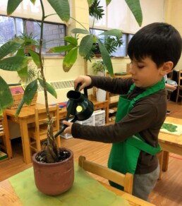 Lyonsgate Montessori Casa student taking care of the classroom plants.