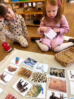 Lyonsgate Montessori Casa students matching animals to their skins.