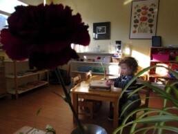 Lyonsgate Montessori Toddler student working with the flower press amongst the flowers.