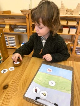 Lyonsgate Montessori Casa student placing animals in sky, on the land, or in the water.
