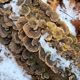 Lyonsgate Montessori Elementary students discovered turkey tail fungus while on a class hike.