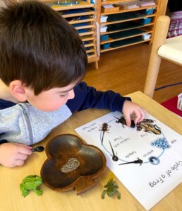 Lyonsgate Montessori Casa student learning about the lifecycle of a frog.