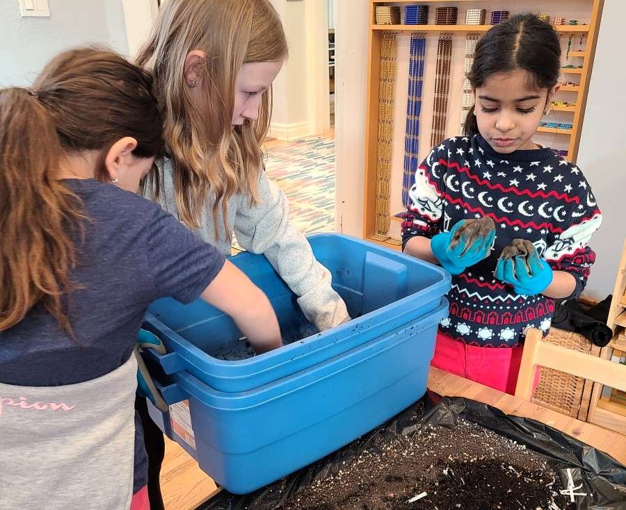 Lyonsgate Montessori Elementary students caring for their compost worms.