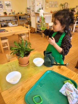 Lyonsgate Montessori Casa student checking the spray bottle water level while taking care of the classroom plants.