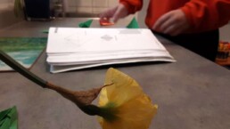 A flower used for still life art by Lyonsgate Montessori Elementary students.