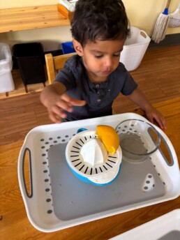 Lyonsgate Montessori Toddler student building motor skills by juicing an orange.