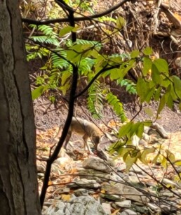 Lyonsgate Montessori School Elementary students spotted a coyote while on a hike at Chedoke Falls.