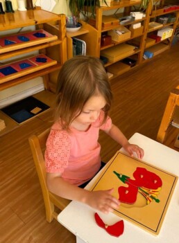 Lyonsgate Montessori School Casa student completing the Montessori Parts of a Flower puzzle.