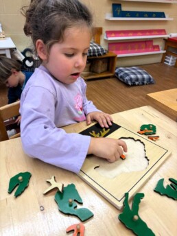 Lyonsgate Montessori School Casa student working on a Montessori Parts of a Tree puzzle, which is more than just a puzzle and has complementary activities from completion to written labeling.