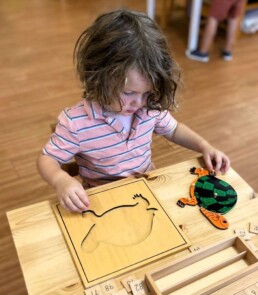 Lyonsgate Montessori School Casa student completing the Montessori Parts of a Turtle puzzle outside of the frame.