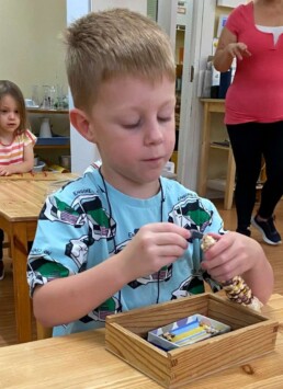 Lyonsgate Montessori School Casa student using tweezers to remove kernels from a cob of corn to help prepare the hand for writing work.