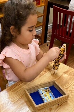 Lyonsgate Montessori School Casa student using tweezers to remove kernels from a cob of corn to help prepare the hand for writing work.