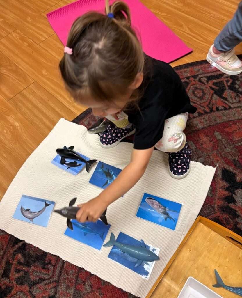 Lyonsgate Montessori School Toddler student working with under the water animals, learning their names and how they swim.
