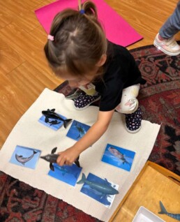 Lyonsgate Montessori School Toddler student working with under the water animals, learning their names and how they swim.