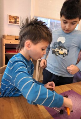 Lyonsgate Montessori School Elementary students searching for olive pits.