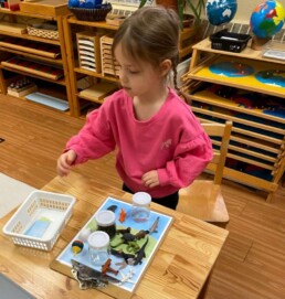 Lyonsgate Montessori School Casa student organizing animals and objects into land, air, or water 
