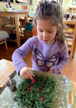 Lyonsgate Montessori School Casa student using tweezers to build the fine motor control and coordination needed for writing work.