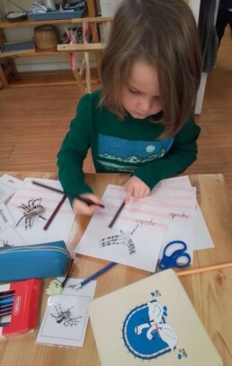 Lyonsgate Montessori School Casa student working hard on his life cycle of the spider project.