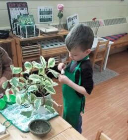 Lyonsgate Montessori School Casa student engaged in the Montessori Care of Plants activity.