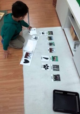 Lyonsgate Montessori School Casa student learning about classification by matching images of footprints to animals.
