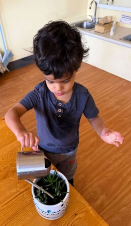 Lyonsgate Montessori School Toddler student taking care of the classroom environment by watering the plants, while building focus and motor skills.
