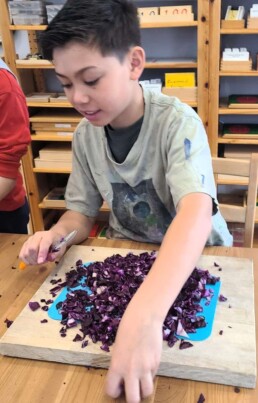 Lyonsgate Montessori School Elementary student chopping cabbage to make botanical dye.