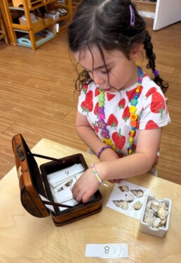 Lyonsgate Montessori School Casa student building counting fluency in a cognitive, visual, and tactile multi-sensory way with shells.