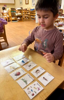 Lyonsgate Montessori School Casa student learning the names of insects in French with the classroom French language-speaking assistant.
