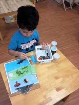 Lyonsgate Montessori School Casa student organizing and categorizing objects and animals by whether their habitat is land, air, or water.