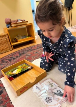 Lyonsgate Montessori School Toddler student exploring the lifecycle of the frog.