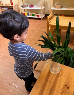 Lyonsgate Montessori School Toddler student caring for the classroom plants by cleaning dust off the leaves, an activity that helps develop motor control skills by carrying water and teaches the use of gentle hands.