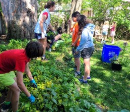 Lyonsgate Montessori School Elementary students planting alliums and hostas in the outdoor space.