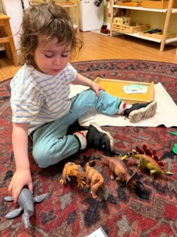 Lyonsgate Montessori School Toddler student working with dinosaurs that he will match to picture images.