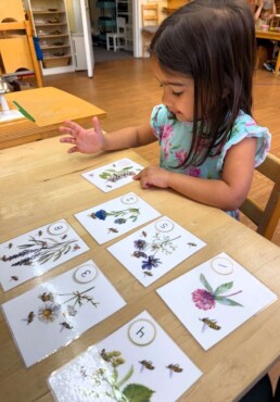 Lyonsgate Montessori School Casa student counting bees in French, an activity previously mastered in English.