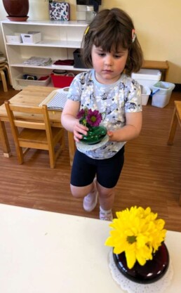 Lyonsgate Montessori School Toddler student showing an appreciation of beauty through the flower arrangements that she created.