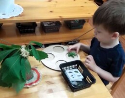 Lyonsgate Montessori School Casa student exploring the life cycle of a frog, which is both a language activity and an early zoology lesson.