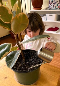 Lyonsgate Montessori School Toddler student engaged in the Care of Plants Montessori activity to develop motor control and concentration, and to take care of her classroom environment.