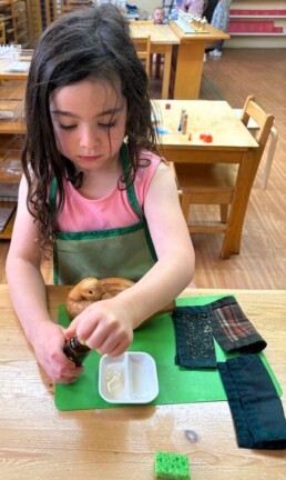 Lyonsgate Montessori School Casa student engaged in the Montessori Polishing Wood activity to develop concentration and to achieve visual success by following a multi-step process.