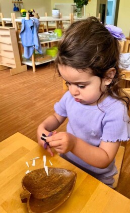 Lyonsgate Montessori School Toddler student demonstrating focus while she cuts her paper strips with precision.