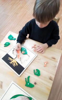 Lyonsgate Montessori School Casa student working with a Montessori Parts of... puzzle that develops the pincer grip, visual-spatial problem solving, and leads to early botany work.